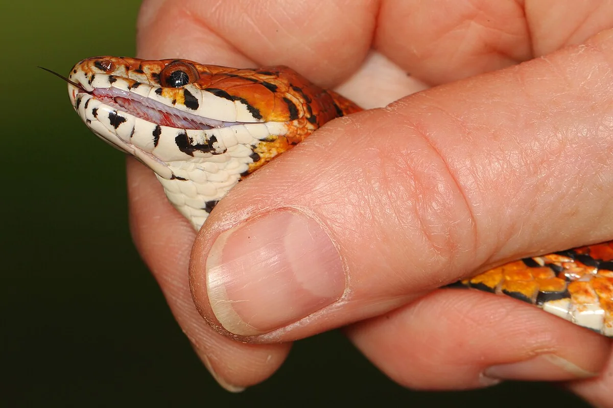 木の上でくつろぐコーンスネーク（Pantherophis guttatus）の全身
